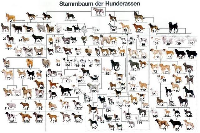 Für welche der 10 Hunderassen würdet ihr euch entscheiden ?