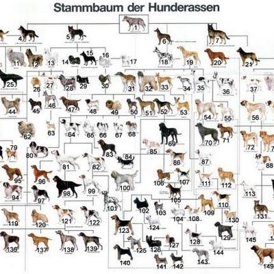 Für welche der 10 Hunderassen würdet ihr euch entscheiden ?