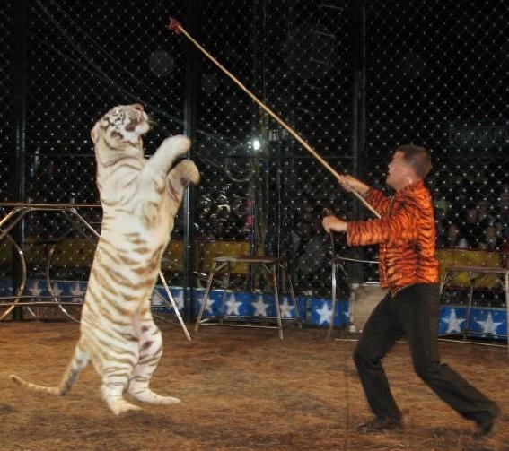 Bundesrat empfiehlt ein Verbot von Tiger, Elefanten und Affen in der Manege: Sollen Wildtiere im Zirkus verboten werden?