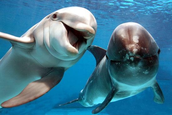Wale oder Delfine
