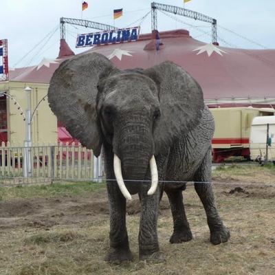 Sollen Wildtiere im Zirkus verboten werden?
