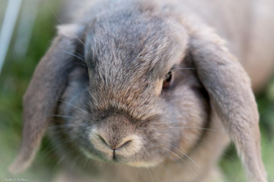 Gibt es einen Unterschied zwischen Hase und Kaninchen?