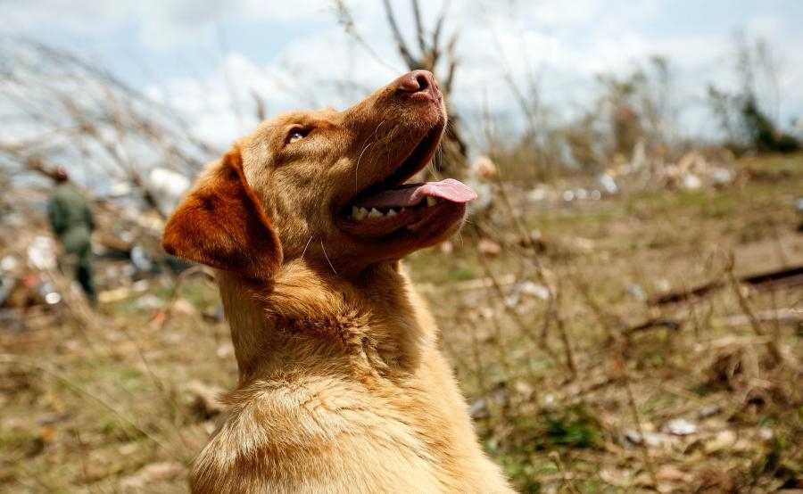 Die Ukraine hat Maßnahmen ergriffen, die das Töten von Hunden für die EM verhindert. Wessen Verdienst ist das?
