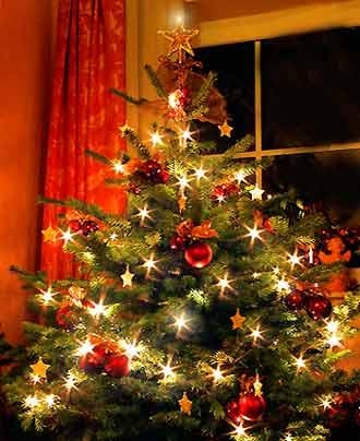 Habt ihr schon Weihnachtsbaum zu Hause?
