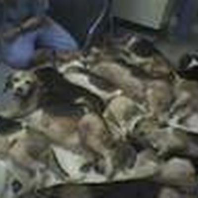 Unterstützen Sie Tierfuttermittelhersteller, die keine Tierversuche (an HUNDEN&KATZEN) durchführen???