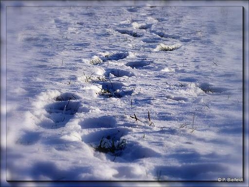 Schneit es im Winter 2011/2012 noch einmal im Flachland?