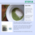 Kennst und nutzt du das Süßungsmittel Stevia?