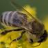 Nein, Bienen sind auch Tiere, also ist Honig in etwa sowas wie Milch und ist nicht vegan