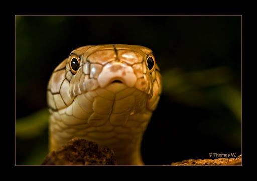 Bei Schlangen und anderen Reptilien ist Lebendfütterung, z.B. von Mäusen, ok