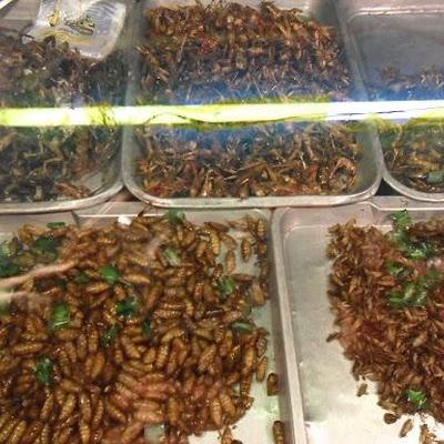 Insekten, die Nahrung der Zukunft