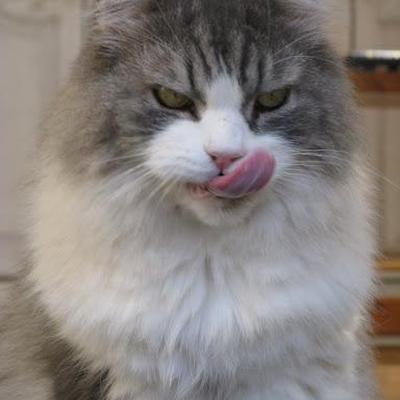 Katzen - gebt ihr euren Miezen Nass- oder Trockenfutter?