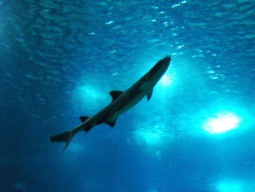 Hai tötet Taucher vor Küste‎
Habt Ihr Angst vor Haien?