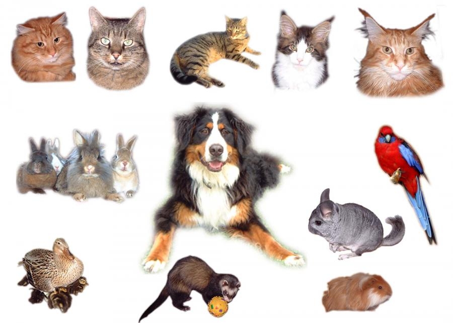 Welches Haustier ist euch lieber?