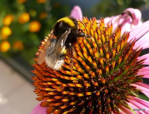 Sieht ein bisschen aus wie ne Hummel ... aber es geht... :)