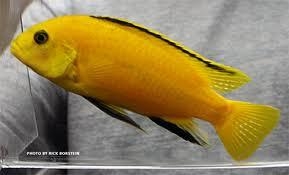 Labidochromis gelb