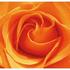 Tischset "Rose Orange", Foto: © RvM