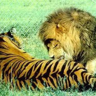 Wer ist stärker? Tiger oder Löwe?
