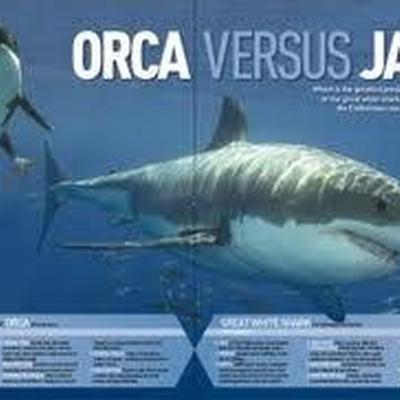 Wer ist stärker? Weißer Hai oder Orca ?