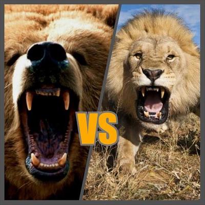 Wer ist stärker Grizzlybär oder Löwe?