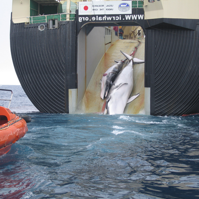 Sollte Walfang bedingungslos geächtet werden?